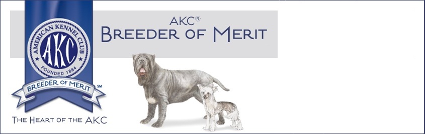 akc breeder of merit