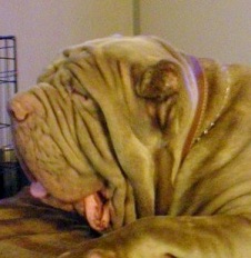 golden-gargoyle