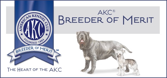 neapolitan mastiff akc breeder award