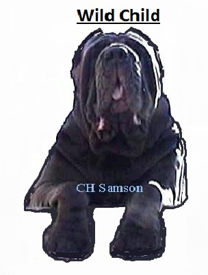 neapolitan mastiff puppies information