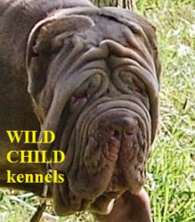 neapolitanmastiff